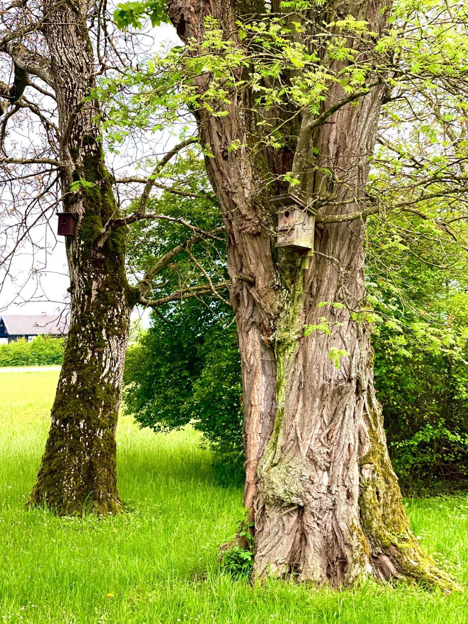 Zuhaeusl Am Chiemsee Appartements Breitbrunn am Chiemsee Bagian luar foto